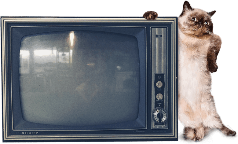 Kot z telewizorem