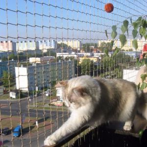 KOCIA SIATKA NA BALKON - GORZÓW WLKP.