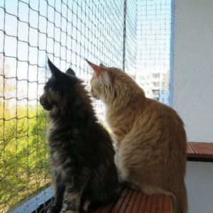 OCHRONA BALKONU DLA KOTÓW - GDAŃSK