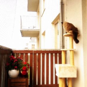 SIATKA OCHRONNA DLA KOTA - SZCZECIN