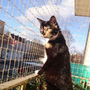 SIATKA NA BALKON - OLSZTYN 