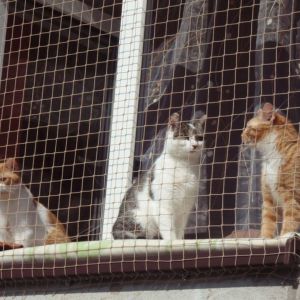 MONTAŻ SIATKI OCHRONNEJ DLA KOTA - BYDOGSZCZ