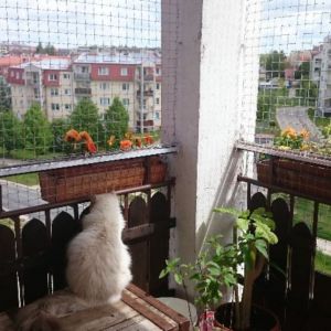 SIATKA DLA KOTA - OLSZTYN