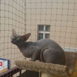 SIATKA NA BALKON DLA KOTA - GRUDZIĄDZ