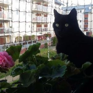 SIATKA NA BALKON - GDAŃSK