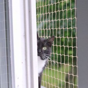 KOCIA SIATKA NA OKNO