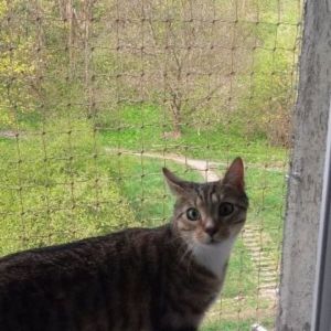 ZABEZPIECZENIE OKNA SIATKĄ