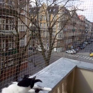 SIATKA DLA KOTA - ŁÓDŹ