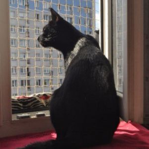 OCHRONA OKNA DLA KOTA ZA POMOCĄ SIATKI