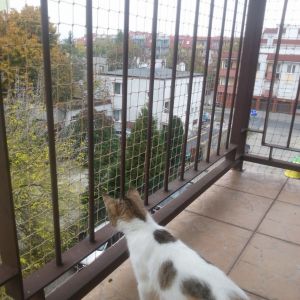 SIATKA DLA KOTA - ŁÓDŹ