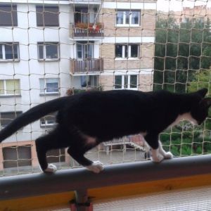 SIATKA DLA KOTA - MONTAŻ LESZNO