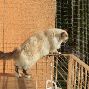 SIATKA DLA KOTA - POTULICE