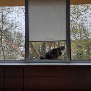 SIATKA NA OKNO NA KOTA - SZCZECIN