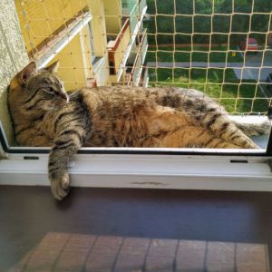 ZABEZPIECZENIE OKNA SIATKĄ DLA KOTA - ŁÓDŹ