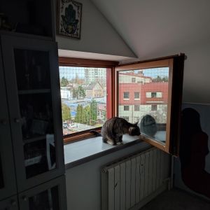 MONTAŻ SIATKI OKIENNEJ DLA KOTA - WARSZAWA