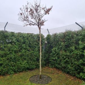 MONTAŻ ZAGIĘTYCH PROFILI - ZABEZPIECZENIE OGRODU W ŁODZI