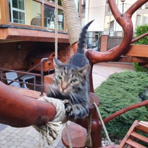 KONAR PRZYSTOSOWANY DLA KOTÓW 