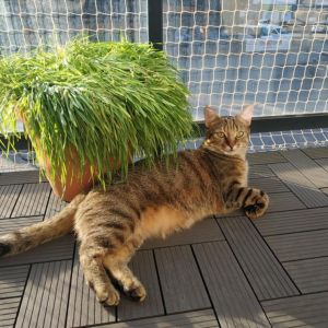 OSIATKOWANIE BALKONU DLA KOTA - WROCŁAW