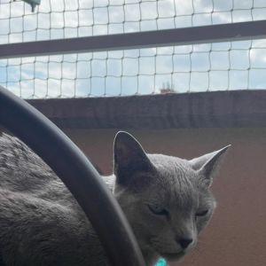 OSIATKOWANIE BALKONU DLA KOTÓW - GDYNIA