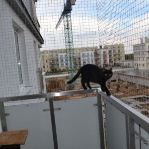 SIATKA OCHRONNA DLA KOTA -BYDGOSZCZ