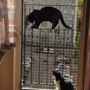 SIATKA DLA KOTA - BALKON FRANCUSKI POZNAŃ