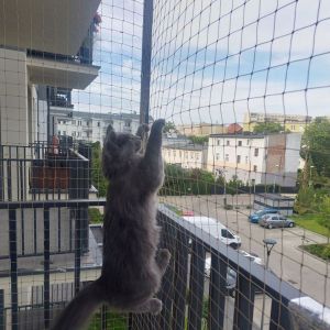 SIATKA NA BALKON DLA KOTA - BYDGOSZCZ