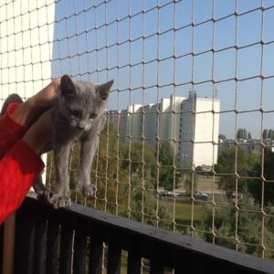 ZABEZPIECZENIE DLA KOTA - POZNAŃ