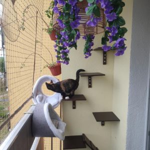 Zestaw posiatkłek dla kota że schodkami.jpg