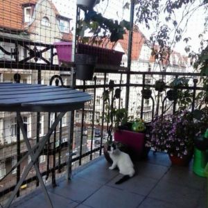 MONTAŻ SIATKI BALKONOWEJ DLA KOTA - SZCZECIN