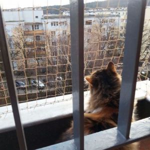 SIATKA NA BALKON DLA KOTA - GDYNIA